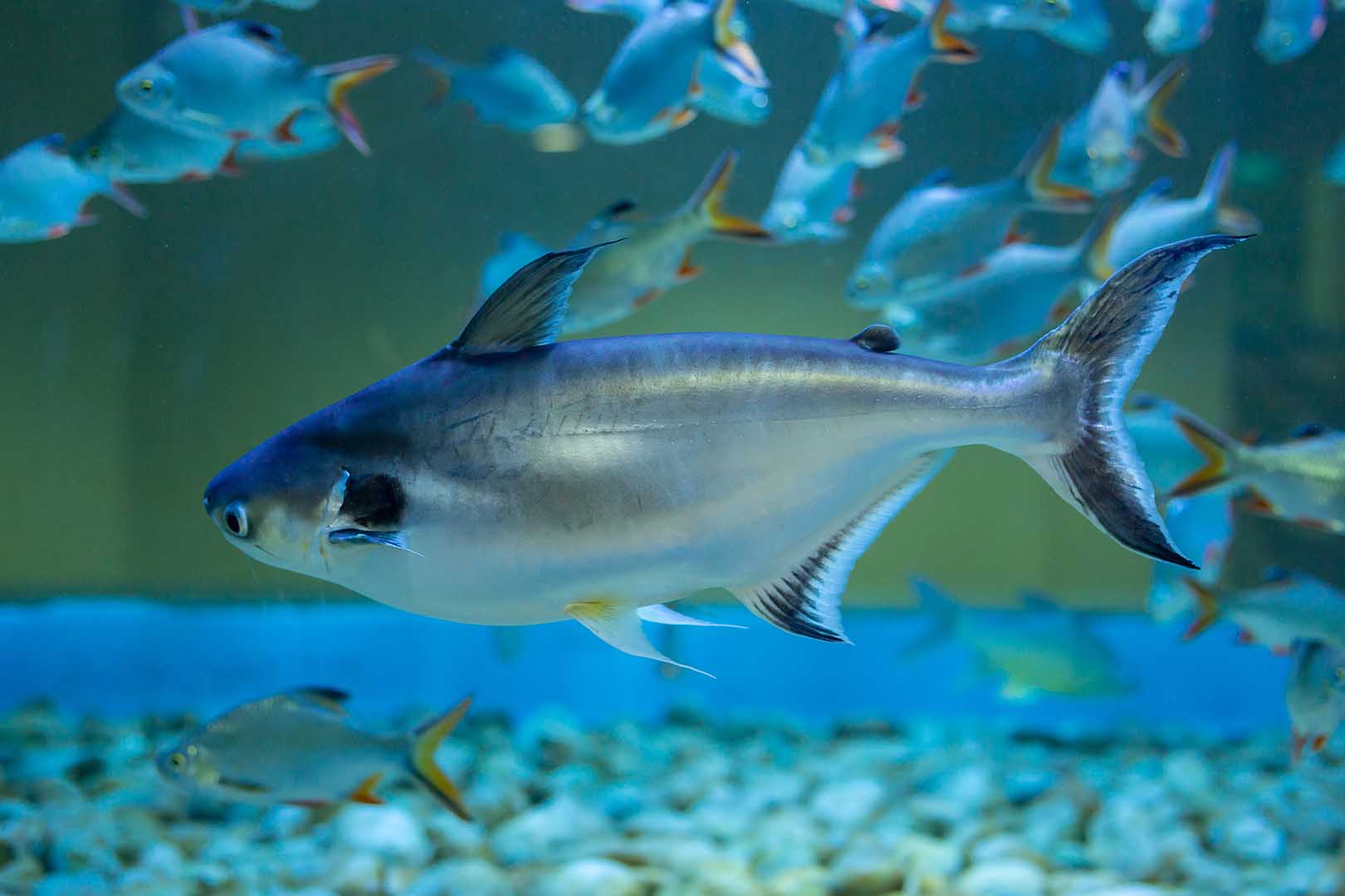 cara mengolah ikan patin