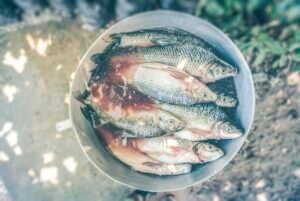 Tips Memasak Ikan Segar dan Hasil Laut Lainnya dengan Sempurna