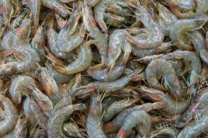 manfaat konsumsi udang mentah