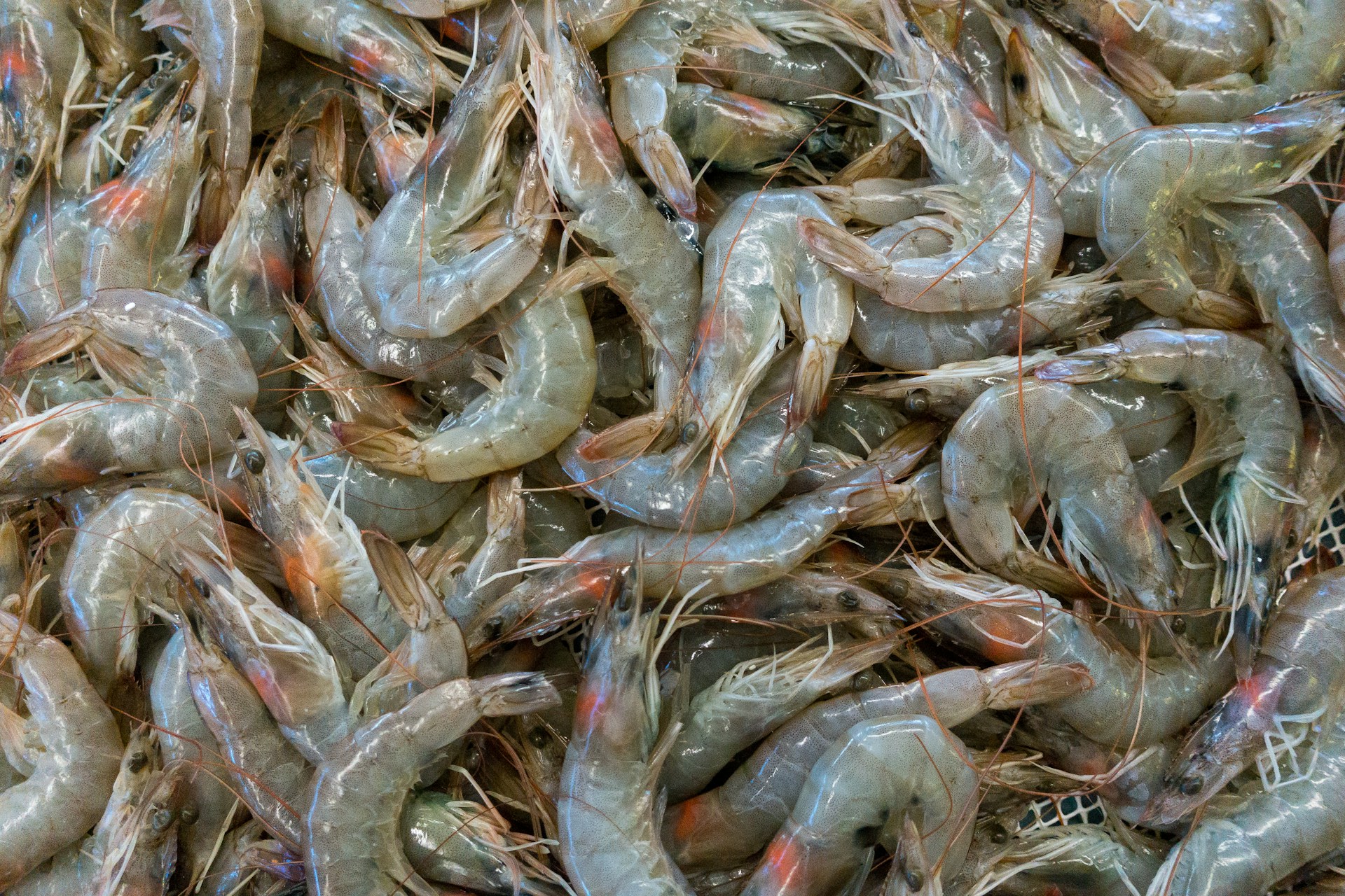 manfaat konsumsi udang mentah