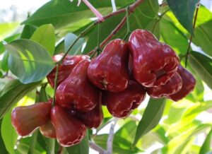 Ini 5 Manfaat Konsumsi Jambu Air, Bisa Bantu Jaga Kesehatan Kulit!